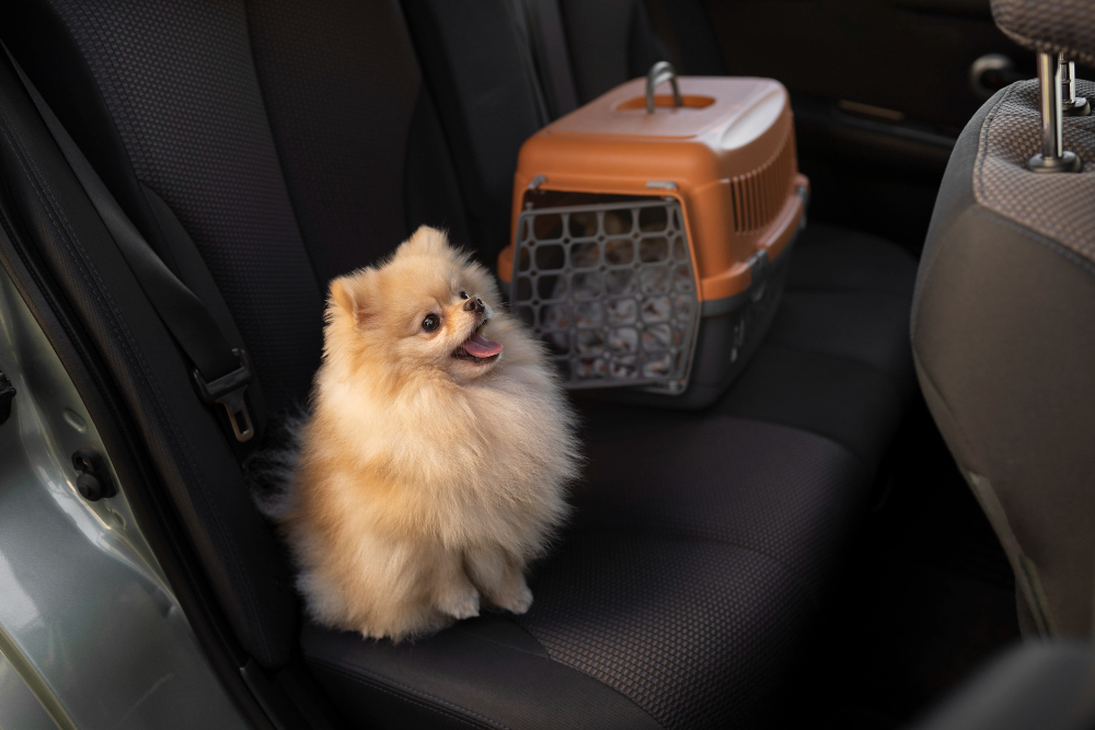 car interior pet hair cleaning services in Suffolk County, Li
